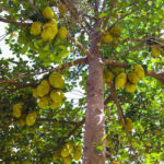 Alltime-Jackfruit-unboxgreen-product-01-a.1