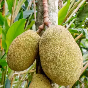 Alltime-Jackfruit-unboxgreen-product-01-b.jpg