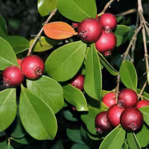 Strawberry-Guava-UnboxGreen-Product-01-b.1