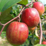 Sundari-Apple-Ber-unboxgreen-product-01-b