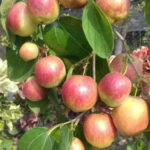 Sundari-Apple-Ber-unboxgreen-product-01-c