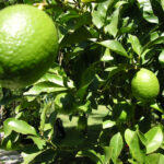 Sweet-Malta-Lemon-UnboxGreen-Product-01-b.jpg