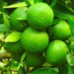 Sweet-Malta-Lemon-UnboxGreen-Product-01-b.1