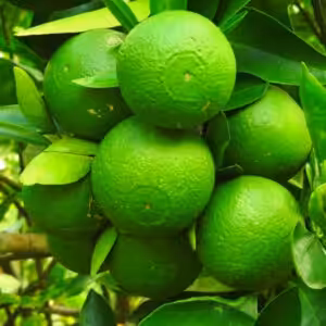 Sweet-Malta-Lemon-UnboxGreen-Product-01-b.1