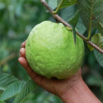 1-Kg-Guava-unboxgreen-product-01-a