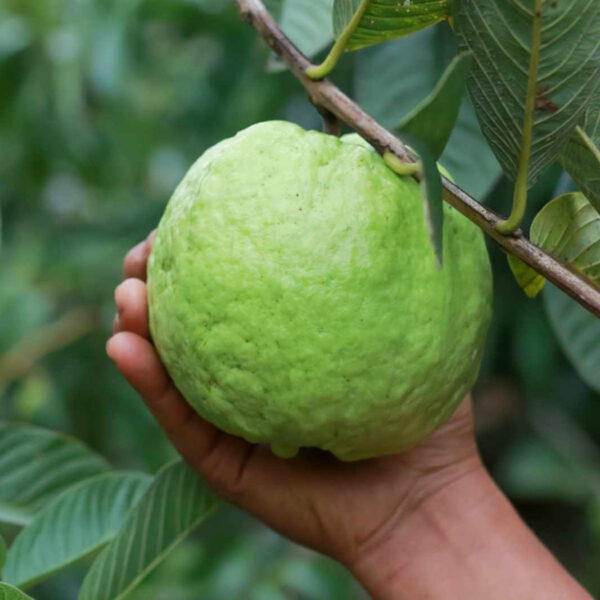 1 Kg Guava Unboxgreen Product 01 A