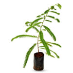 Amla-Plant-unboxgreen-product-01-a.1