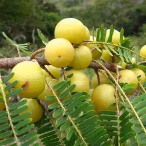 Amla-Plant-unboxgreen-product-01-b
