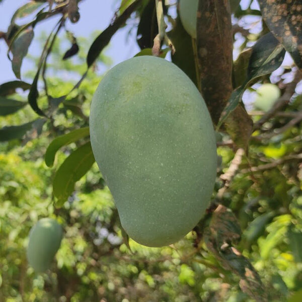 Amrapali Mango Unboxgreen Product 01 A.1