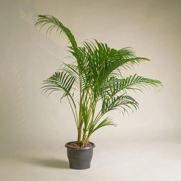 Areca Palm Unboxgreen Product 01 A.1