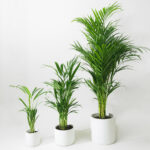 Areca-palm-unboxgreen-product-01-c.1
