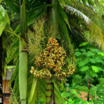 Assam-supari-plant-unboxgreen-product-01-a.1