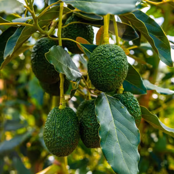 Avocado-Plant-unboxgreen-product-01-a.1 Avocado-Plant-unboxgreen-product-01-a.1