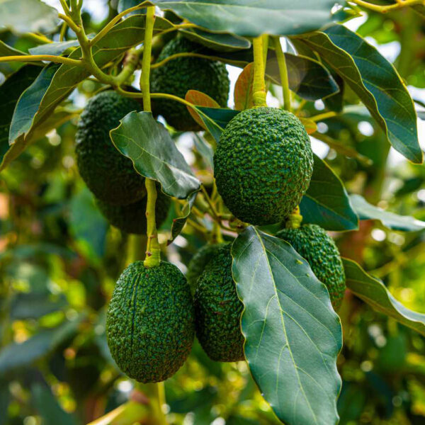 Avocado Plant Unboxgreen Product 01 A.1