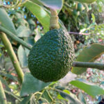 Avocado-Plant-unboxgreen-product-01-c
