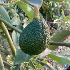 Avocado-Plant-unboxgreen-product-01-c