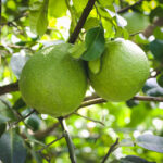 Batabi lebu-(hybrid-grape-fruit)-unboxgreen-product-01-a