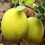 Batabi lebu-(hybrid-grape-fruit)-unboxgreen-product-01-d