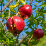Ripe open pomegranate fruit hanging on tree branch