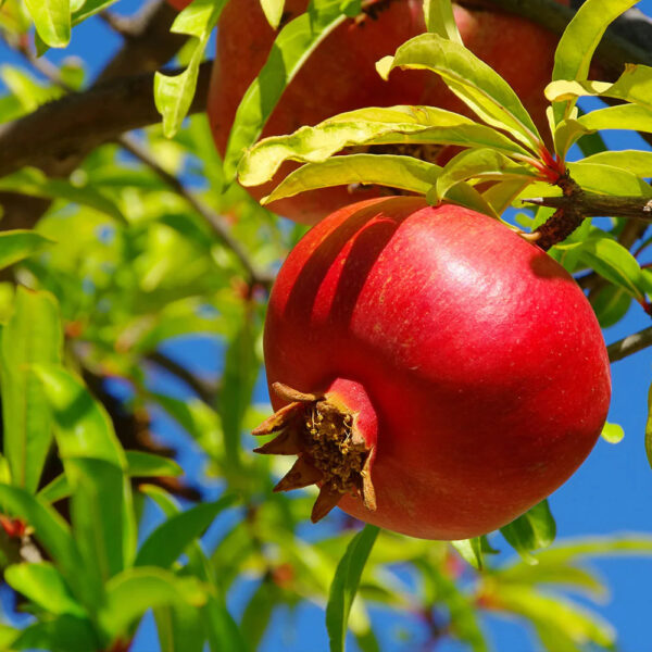 Bedana-pomegranate-bhagwa-unboxgreen-product-01-b