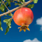 Bedana-pomegranate-bhagwa-unboxgreen-product-01-c