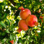 Bedana-pomegranate-bhagwa-unboxgreen-product-01-d