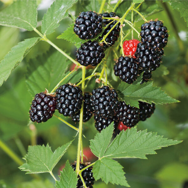 Black-berry-fruit-plant-unboxgreen-product-01-b