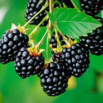 Black-berry-fruit-plant-unboxgreen-product-01-c