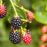 Black-berry-fruit-plant-unboxgreen-product-01-d