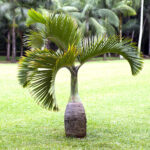 Bottle-palm-unboxgreen-product-01-a