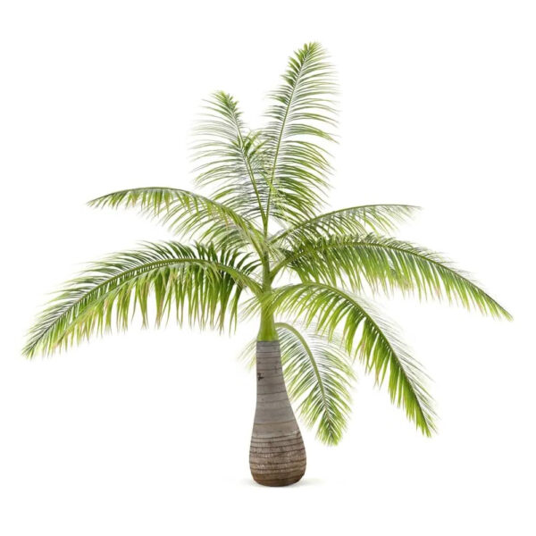 Bottle-palm-unboxgreen-product-01-b