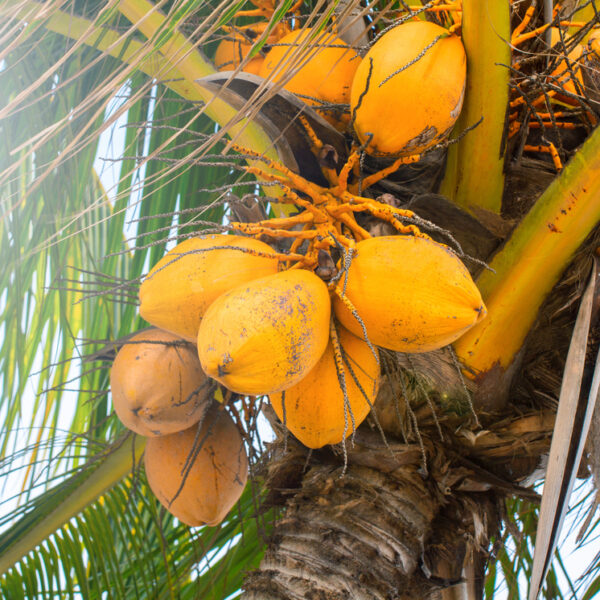Ceylon Orange Coconut Unboxgreen Product 01 A.1
