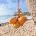 Ceylon-orange-coconut-unboxgreen-product-01-b