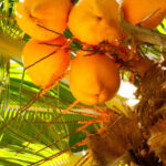 Ceylon-orange-coconut-unboxgreen-product-01-c
