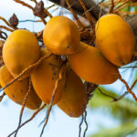 Ceylon-orange-coconut-unboxgreen-product-01-d