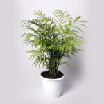 Chamaedorea-palm-unboxgreen-product-01-a