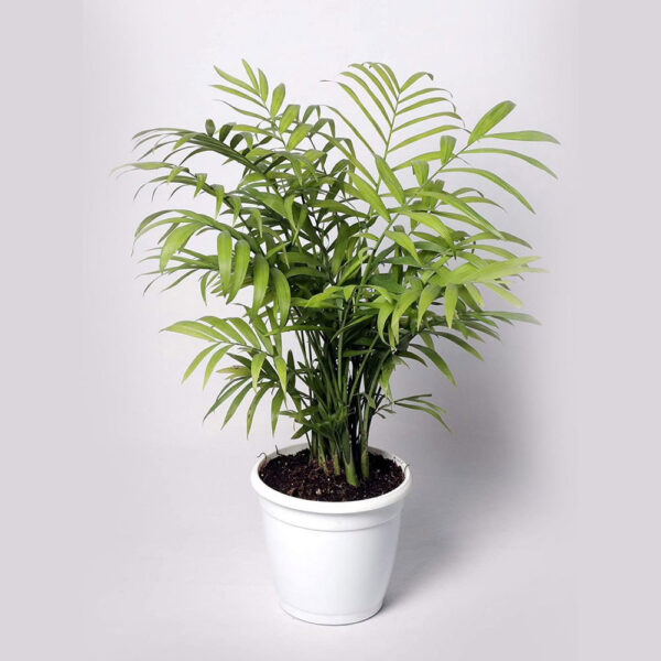 Chamaedorea Palm Unboxgreen Product 01 A