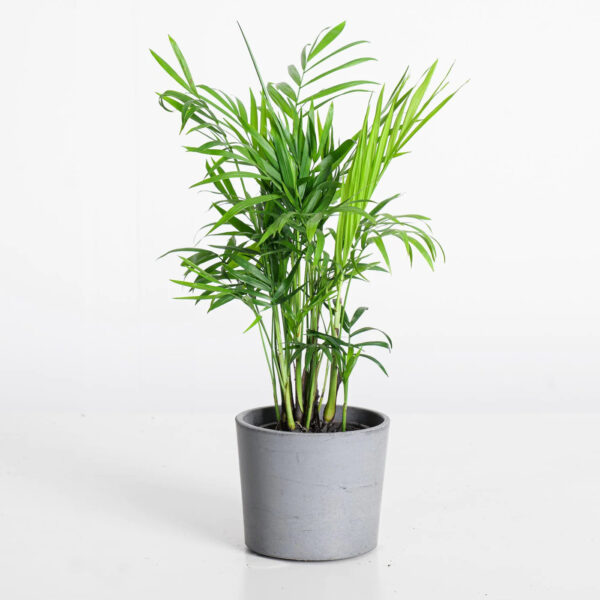 Chamaedorea-palm-unboxgreen-product-01-b