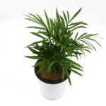 Chamaedorea-palm-unboxgreen-product-01-c