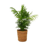 Chamaedorea-palm-unboxgreen-product-01-d