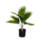 Champagne-palm-unboxgreen-product-01-c