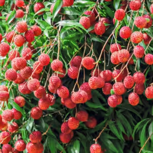 China 3 Lychee