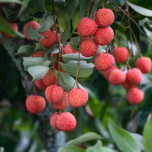 China-3-Litchi-unboxgreen-product-01-b.1