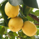 China-Komla-Lemon-unboxgreen-product-01-a