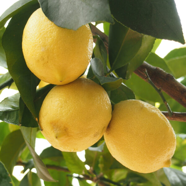 China Komla Lemon Unboxgreen Product 01 A
