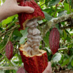 Cocoa-fruit-plant-unboxgreen-product-01-b