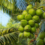 Coconut-Plant-unboxgreen-product-01-a