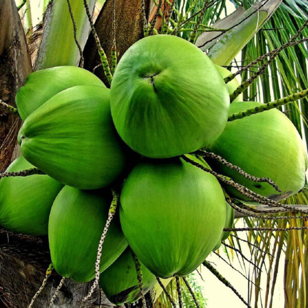 Coconut-Plant-unboxgreen-product-01-b