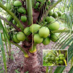 Coconut-Plant-unboxgreen-product-01-c