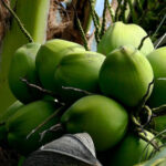 Coconut-Vietnam-dwarf-variety-unboxgreen-product-01-c